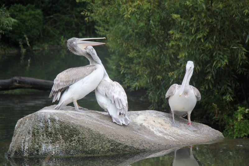 Rückblick auf ein Jahr Vogelzucht