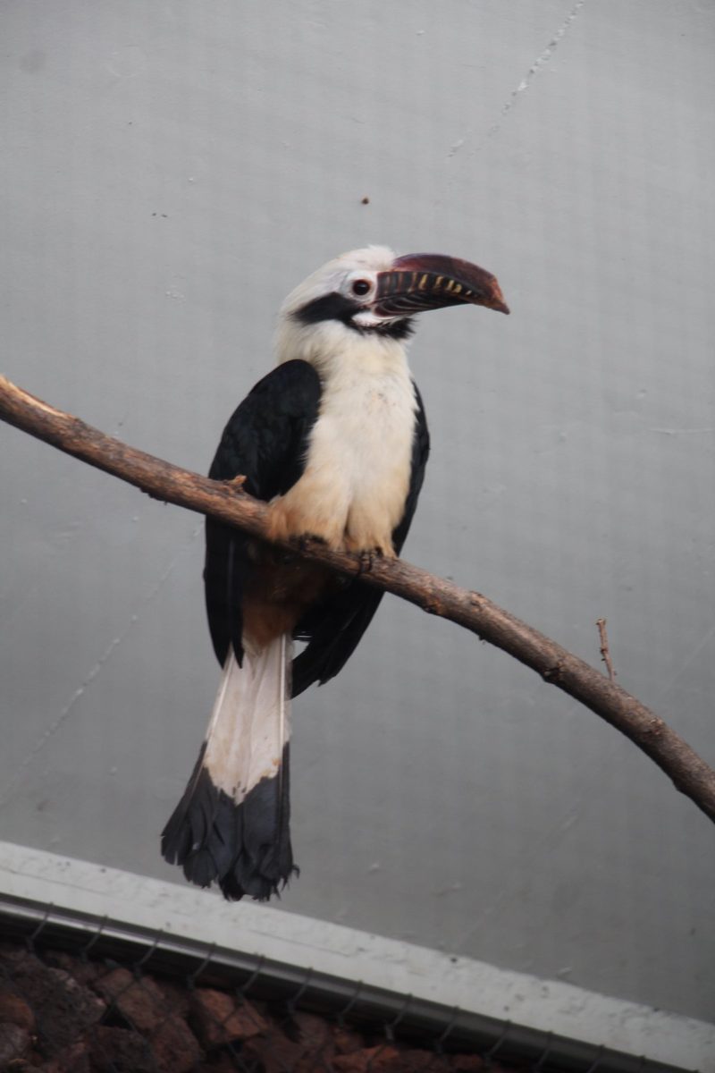 Rückblick auf ein Jahr Vogelzucht