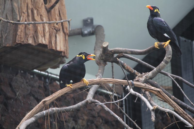 Rückblick auf ein Jahr Vogelzucht