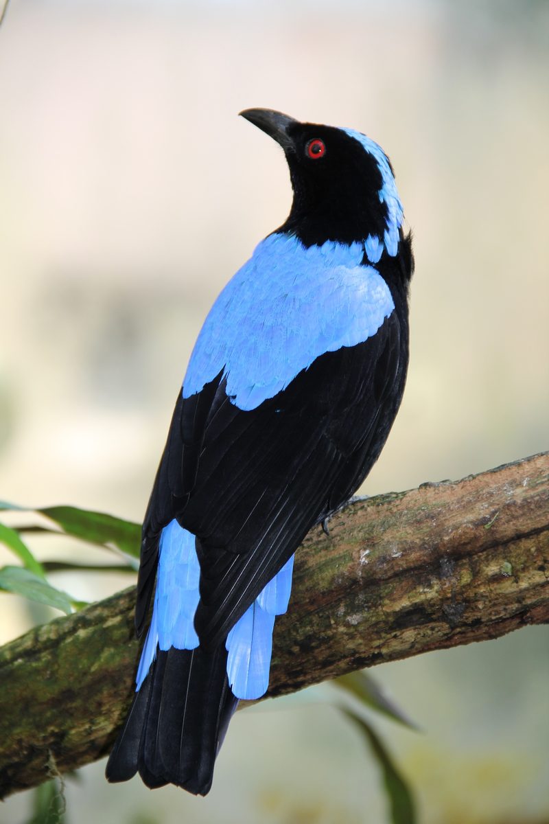 Exotische Vögel mit Vorliebe für Insekten und Früchte