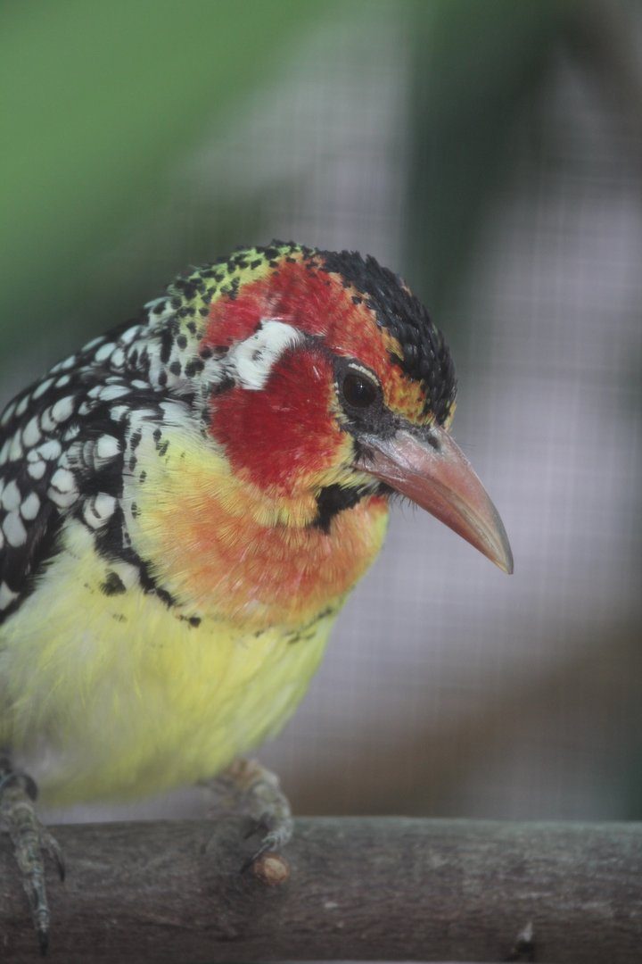 Exotische Vögel mit Vorliebe für Insekten und Früchte