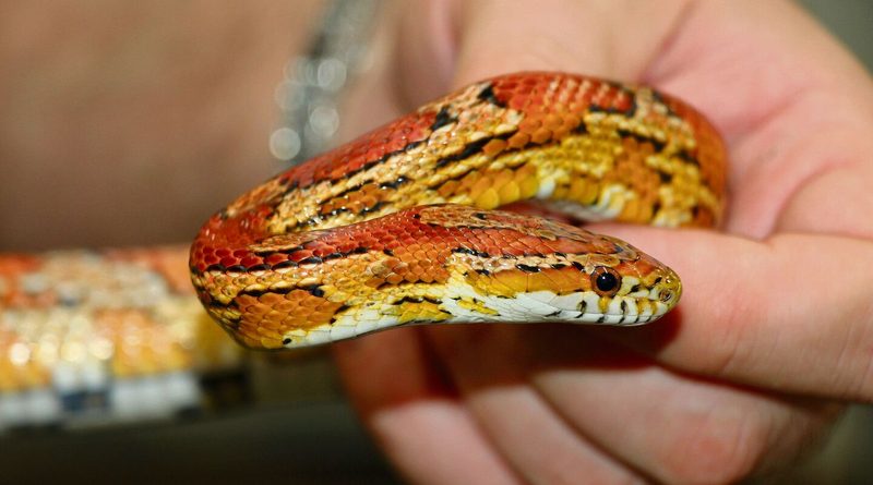 Die Bedürfnisse von Kornnattern können gut in Terrarien erfüllt werden.