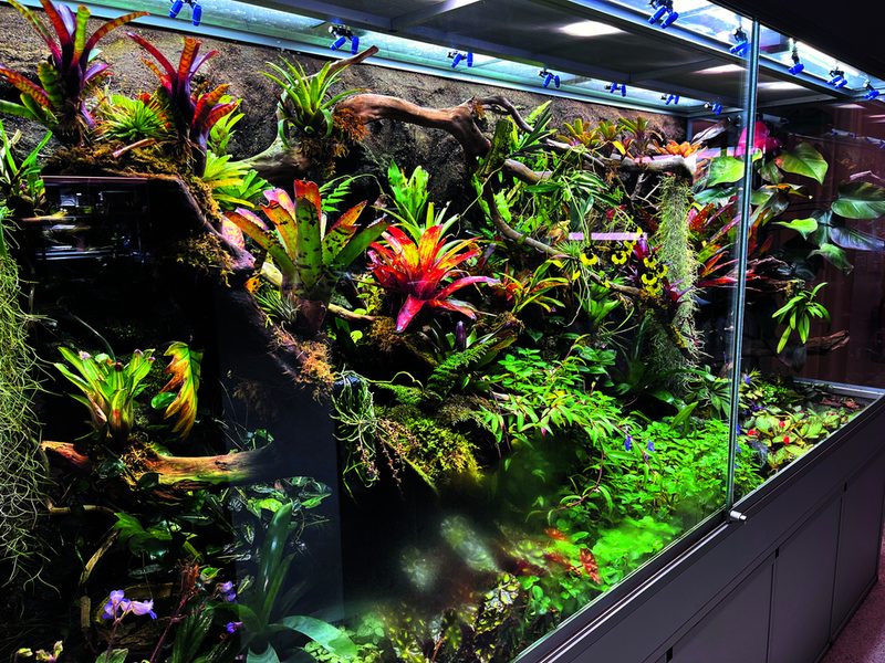 Von Ralf Wirtensohn gebaute Terrarien für Pfeilgiftfrösche in der Kantons-schule Urdorf (ZH).