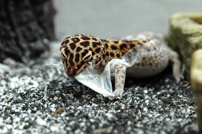 Warum sich Tiere häuten