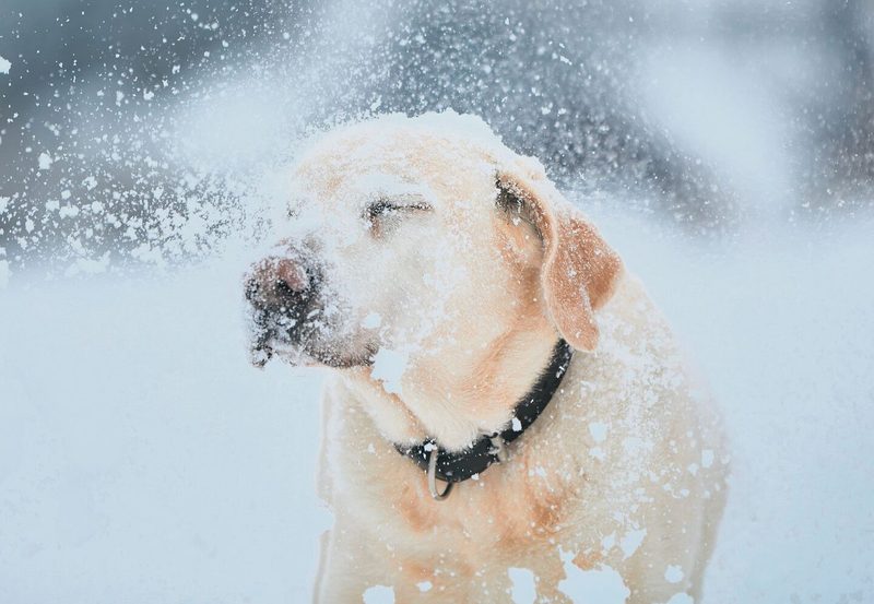 Was der Labrador vom Schnee hält, bleibt sein Geheimnis.