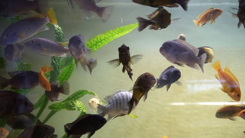 Fische im Aquarium
