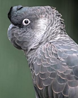Weissohr-Rabenkakadu Portrait