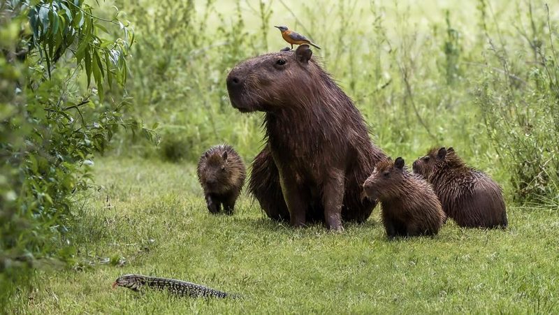 Capybara-Familie