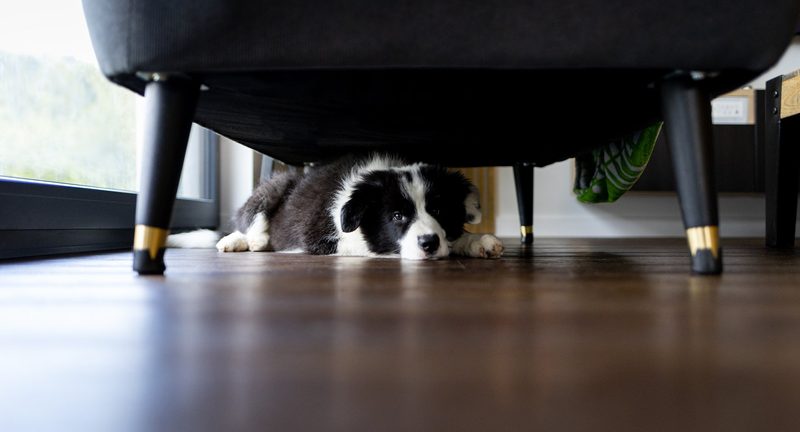 So schützen Sie Haus- und Wildtiere am 1. August