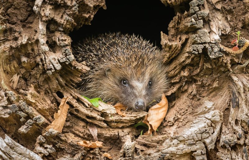 So schützen Sie Haus- und Wildtiere am 1. August