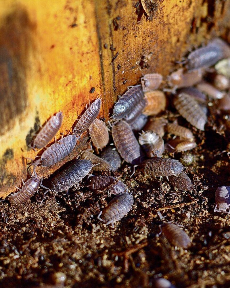 Kellerasseln verarbeiten morsches Holz und Pflanzenteile zu Humus.