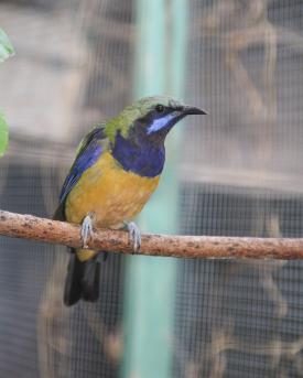 Orangebauch-Blattvogel auf Stange