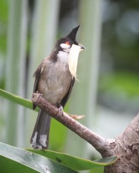 Rotohrbülbül baut Nest