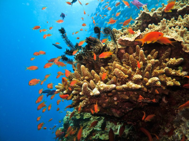 Great Barrier Reef stark gefährdet