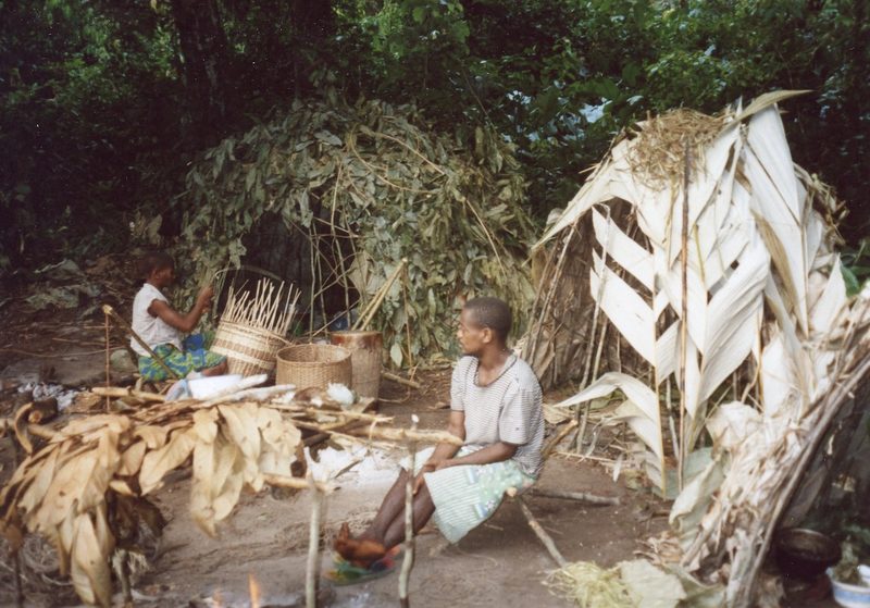 Grüntaube: Wunder im Ituri-Wald im Kongo