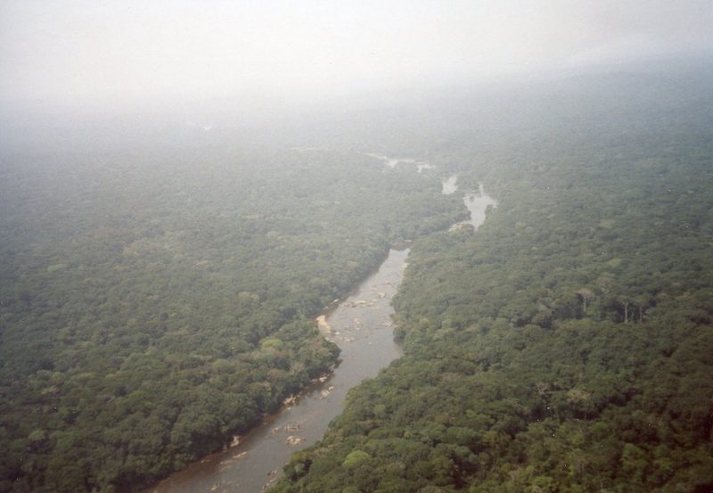 Grüntaube: Wunder im Ituri-Wald im Kongo