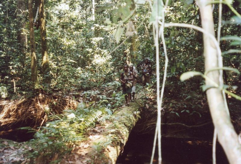 Grüntaube: Wunder im Ituri-Wald im Kongo