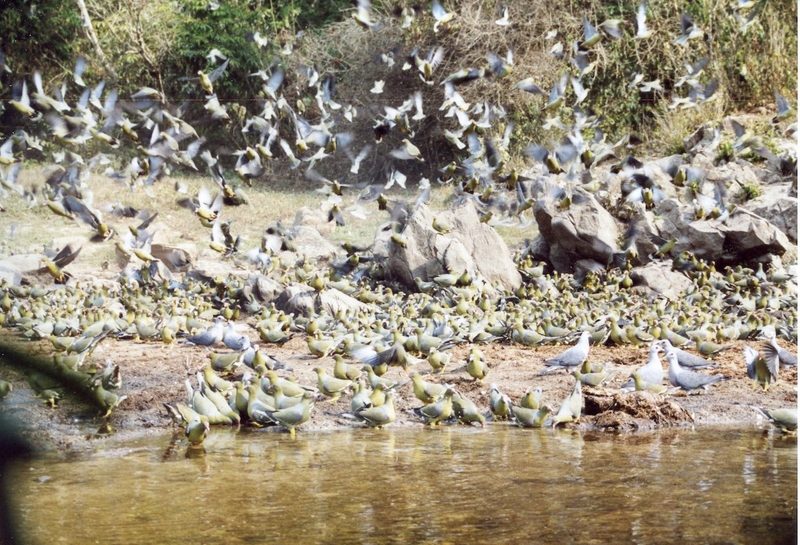 Grüntaube: Wunder im Ituri-Wald im Kongo