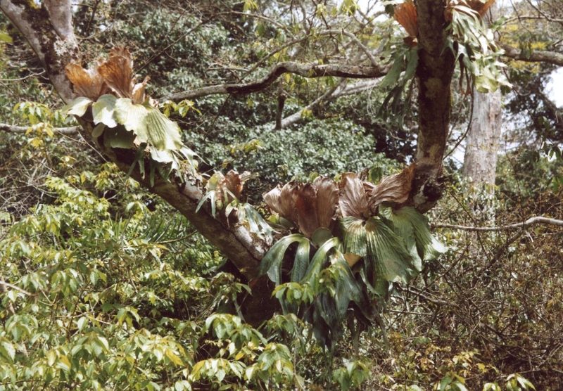 Grüntaube: Wunder im Ituri-Wald im Kongo