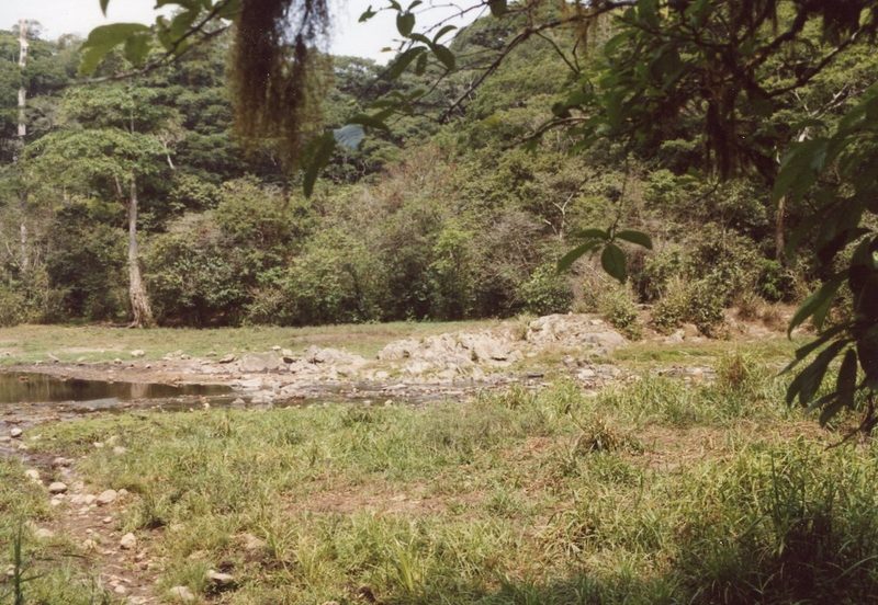 Grüntaube: Wunder im Ituri-Wald im Kongo