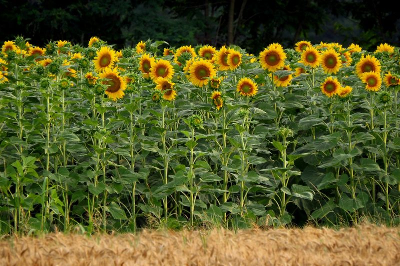 Sechs der grössten Blüten der Erde