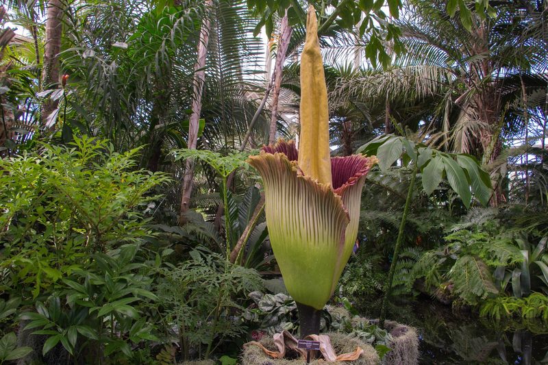 Sechs der grössten Blüten der Erde