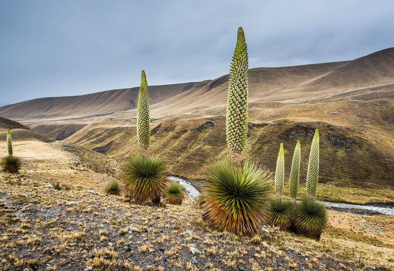 Sechs der grössten Blüten der Erde