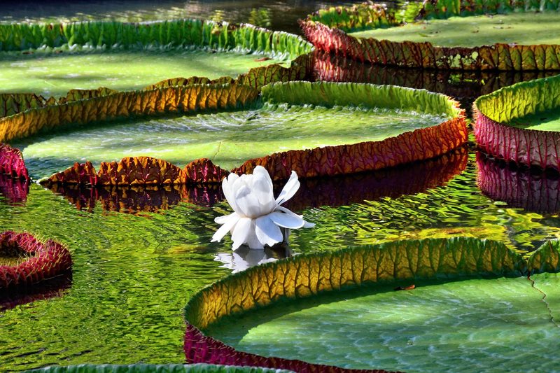 Sechs der grössten Blüten der Erde