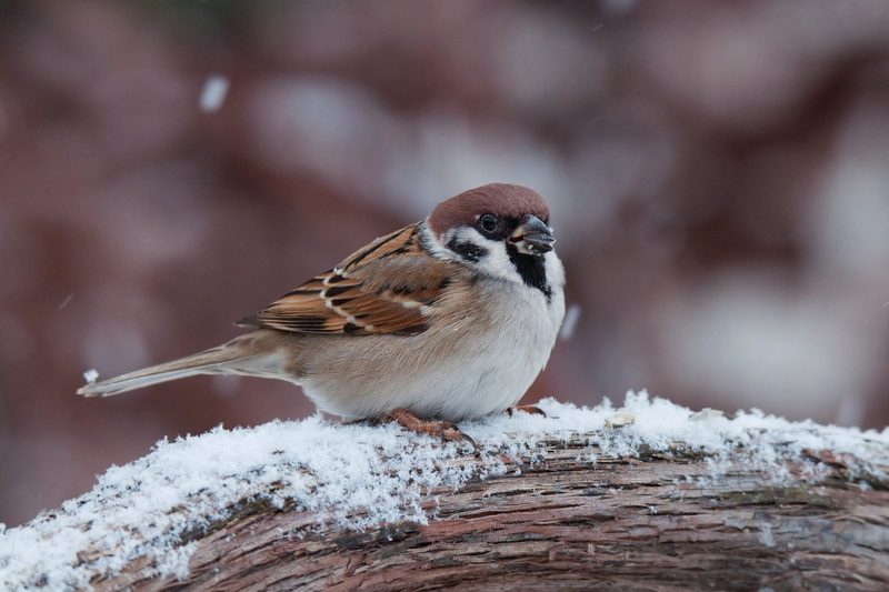 Haussperling erneut der häufigste Vogel
