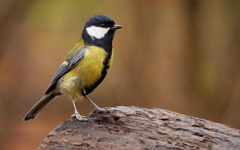 Haussperling erneut der häufigste Vogel