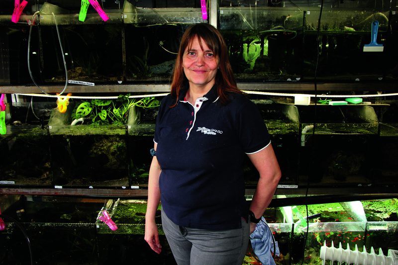 Monika Thommen züchtet Hochzuchtguppys in über 100 Aquarien.