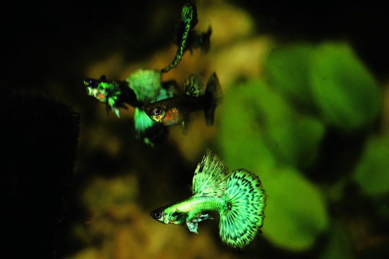 Guppys der Zuchtform Dumbo Green mit verlängerten Flossen von Monika Thommen.