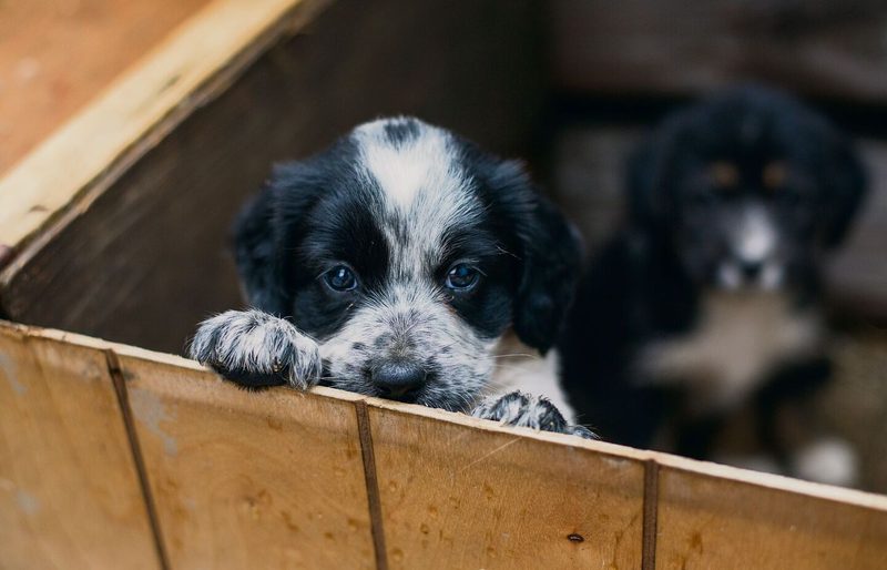 Wer Videos davon ins Netz stellt, wie er niedliche Tiere in Not rettet, bekommt dafür viel Aufmerksamkeit. Doch nicht immer ist diese gerechtfertigt.