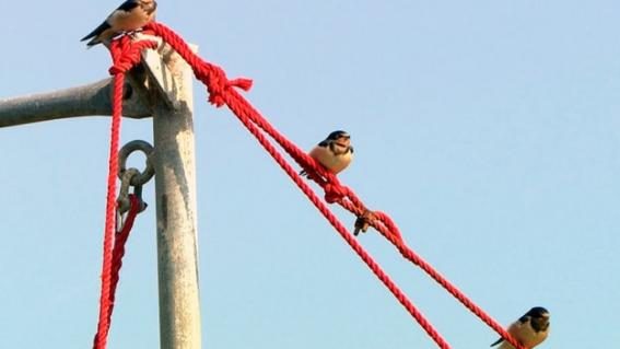 Vögel auf Mellum