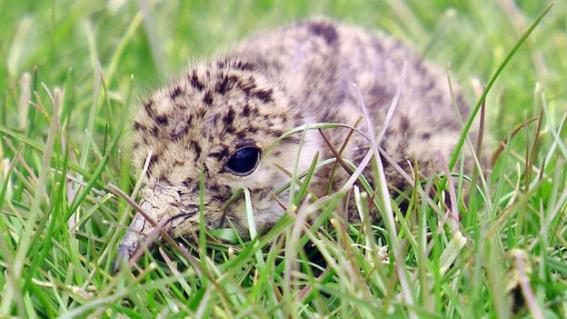 Vögel