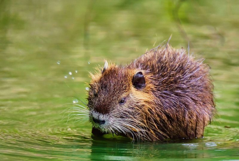 Bisame machen im Gegensatz zu Nutrias im Wasser Pendelbewe-gungen mit ihrem Schwanz und sehen Mäusen ähnlicher. Nutrias erinnern eher an sehr grosse Meerschweinchen.