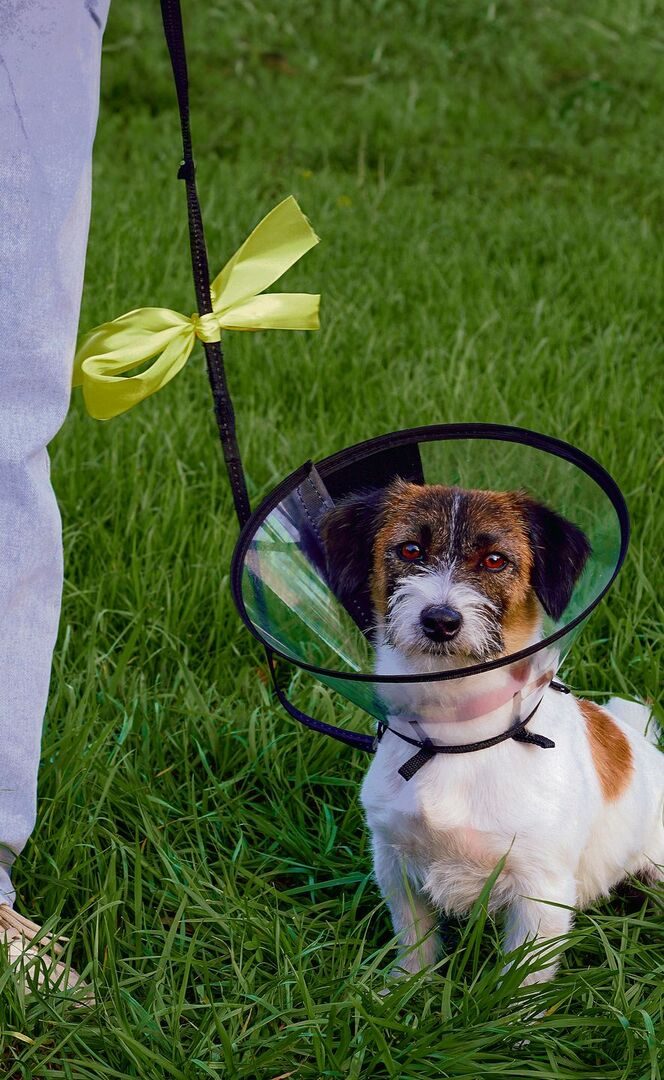Die gelbe Schleife signalisiert ganz klar: Dieser Hund möchte keinen Kontakt zu anderen Hunden oder auch Menschen.