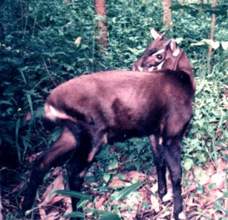 18-saola-silviculture-ccbysa3.png