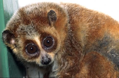 11a-zwerglori-david-haring-duke-lemur-center-ccbysa3.jpg