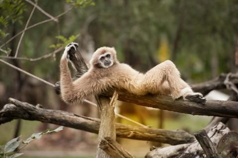 10-gibbon-topten22photo.jpg