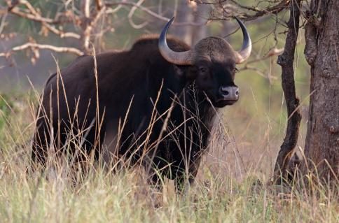 09-gaur-wildrind-mogens-trolle.jpg