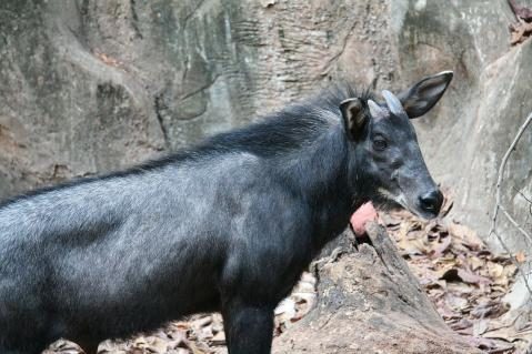 17-suedlicher-serau-gemeinfrei.jpg