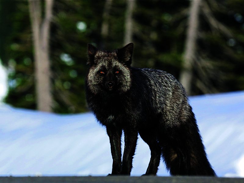 Schwarzsilberfuchs