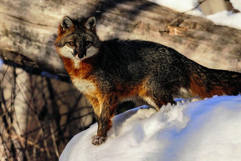Graufuchs
