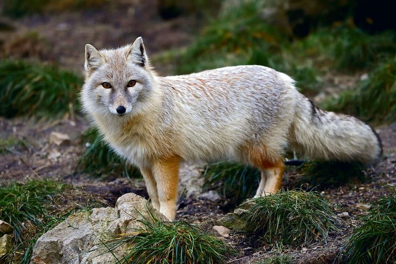 Steppenfuchs