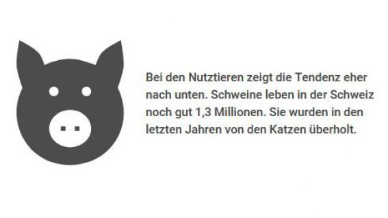 Grafik Schweine