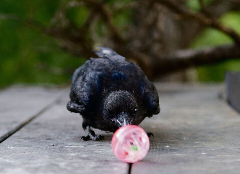 Eine Krähe spielt mit einem Ball, ohne dass es einen Zweck erfüllt.