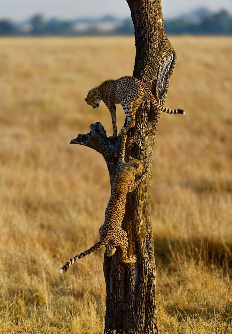Beim Klettern entdecken Jungtiere die Grenzen der eigenen körperlichen Fähigkeiten und trainieren gleichzeitig Kraft und Geschicklichkeit.