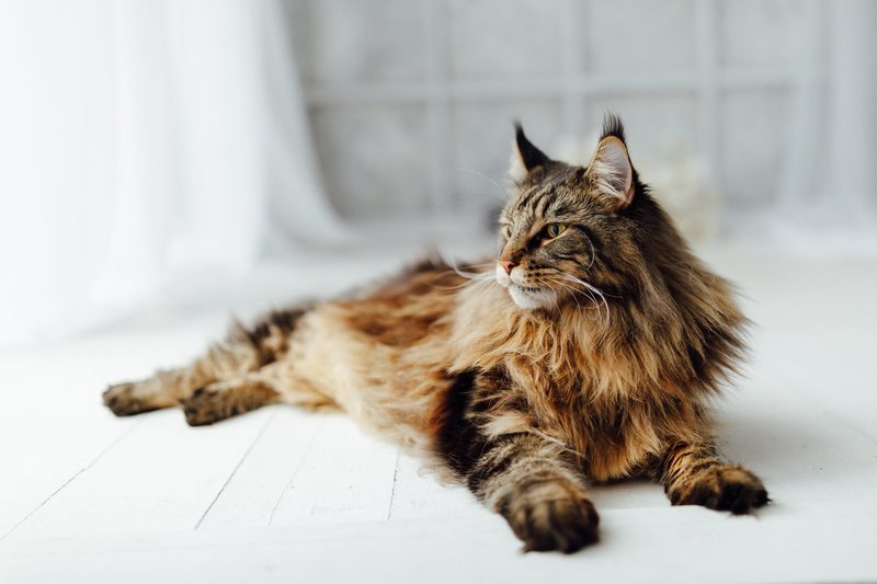 5 anhängliche Katzenrassen