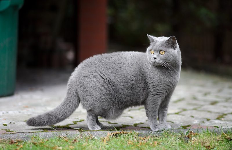 5 anhängliche Katzenrassen